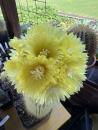 Parodia leninghausii